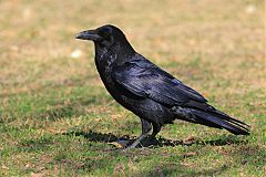 Common Raven