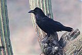 Common Raven