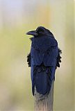 Common Raven