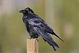 Common Raven