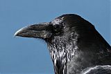 Common Raven