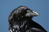 Common Raven