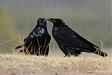 Common Raven