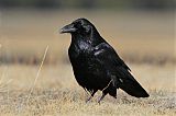 Common Raven