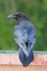 Common Raven