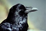 Common Raven