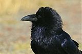 Common Raven