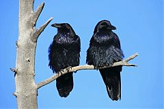 Common Raven