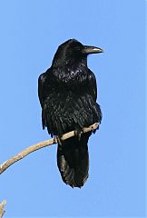 Common Raven