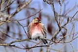 Common Redpoll