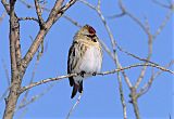 Common Redpoll