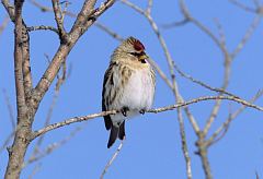 Common Redpoll