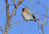 Common Redpoll