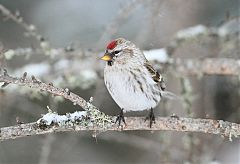 Common Redpoll