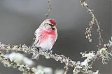 Common Redpoll