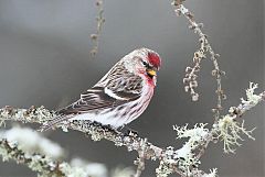 Common Redpoll