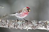 Common Redpoll