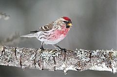 Redpoll
