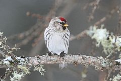 Redpoll