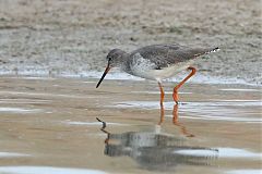 Common Redshank