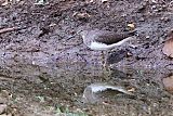 Common Sandpiperborder=