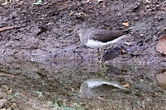 Common Sandpiper