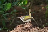 Common Tailorbirdborder=