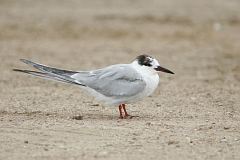 Common Tern