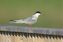 Common Tern