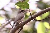 Common Woodshrikeborder=