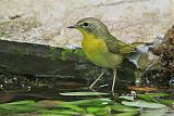 Common Yellowthroatborder=