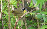 Common Yellowthroatborder=