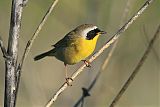 Common Yellowthroatborder=