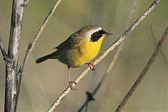 Common Yellowthroat