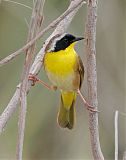 Common Yellowthroatborder=