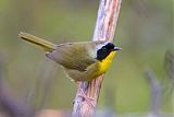 Common Yellowthroatborder=