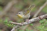 Common Yellowthroat