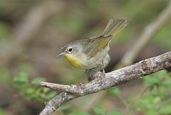 Common Yellowthroat