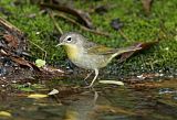 Common Yellowthroatborder=
