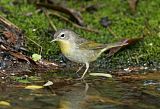 Common Yellowthroatborder=