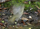 Common Yellowthroat