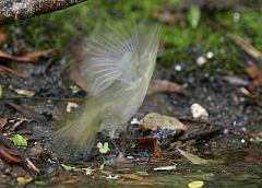 Common Yellowthroat