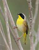 Common Yellowthroatborder=