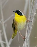 Common Yellowthroatborder=