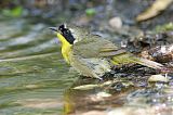 Common Yellowthroatborder=