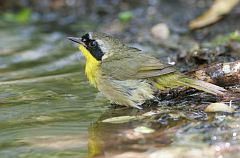 Common Yellowthroat