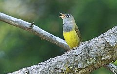 Connecticut Warbler