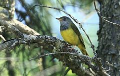 Connecticut Warbler