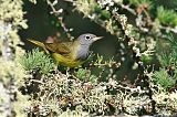 Connecticut Warbler