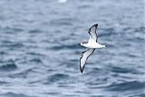 Cook's Petrelborder=